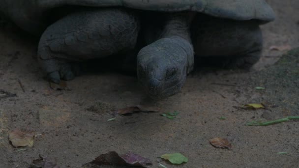 アルダブラの巨大な亀マヘ島セイシェルクローズアップ. — ストック動画