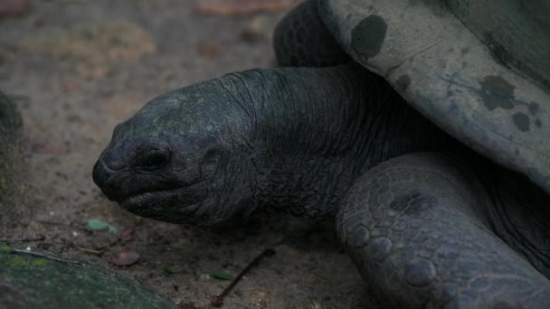 Tortue géante Aldabra Ile Mahe Seychelles Gros plan . — Video