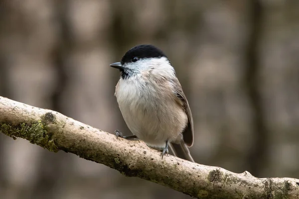 Seios Salgueiro Poecile Montanus Criador Residente Generalizado Comum Toda Europa — Fotografia de Stock