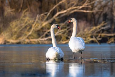 Dilsiz kuğu - Cygnus rengi. Buzlu nehirde kuğular