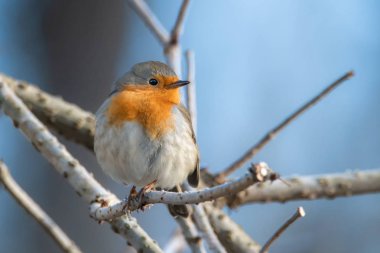 Avrupa bülbülü - Erithacus rubecula, Robin veya Robin Redchest olarak bilinir..