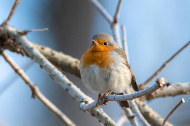 Avrupa bülbülü - Erithacus rubecula, Robin veya Robin Redchest olarak bilinir..