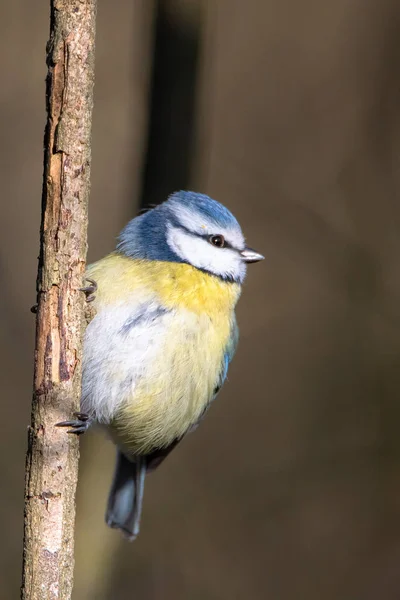 Европеан Голубой Синица Cyanistes Caeruleus Маленькая Птица Семейства Синиц — стоковое фото