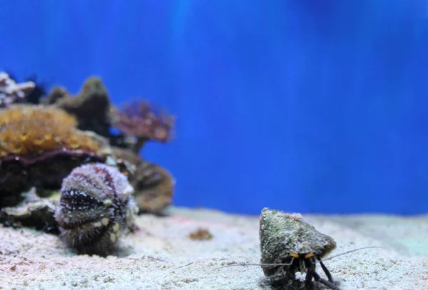 Meereshintergrund mit lustigen kleinen Einsiedlerkrebsen, die in die Kamera schauen. Riffe im Hintergrund. Kopierraum für Text — Stockfoto