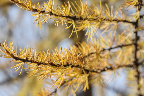 Larch branch with needles closeup macro photography — Stock Photo, Image