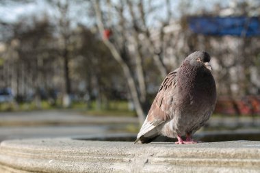 Şehir parkında güvercin dalgalandı.