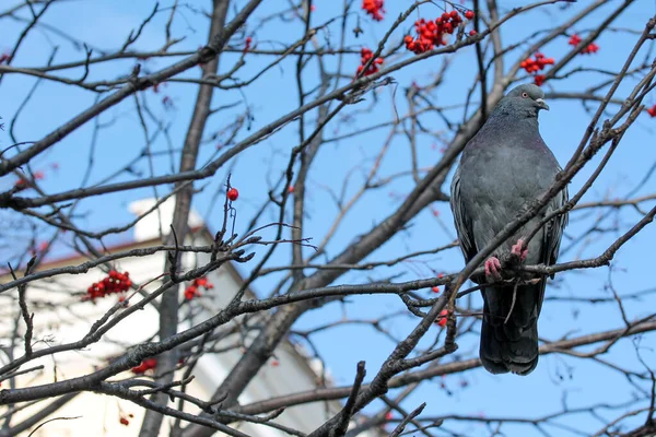 Pigeon assis dans le rowan et essayant de manger des baies — Photo