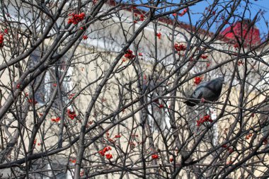 Güvercin kürek ağacında oturuyor ve böğürtlen yemeye çalışıyor