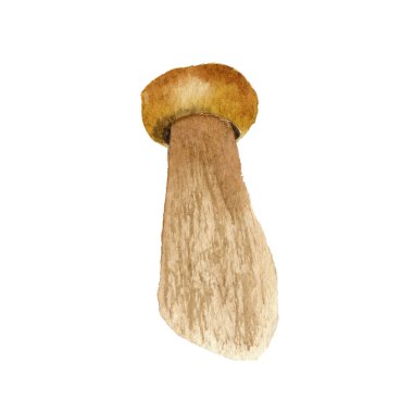 Suluboya mantar illüstrasyon beyaz arka plan izole