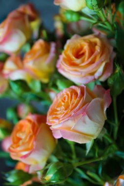 Çiçek açan gül tomurcuklarıyla bahar arkaplanı