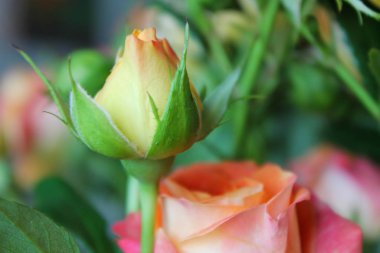 Çiçek açan gül tomurcuklarıyla bahar arkaplanı