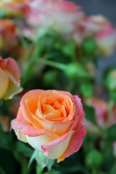 Fundo de primavera com botões de rosa florescentes — Fotografia de Stock