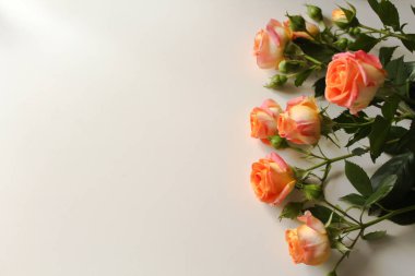 Boş beyaz yüzeyde bir sürü turuncu gül ve metin için kopyalama alanı