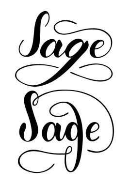 Beyaz arkaplanda izole edilmiş vektör el yazısı adaçayı metni