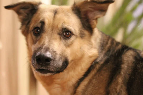 Evde melez köpek portresi