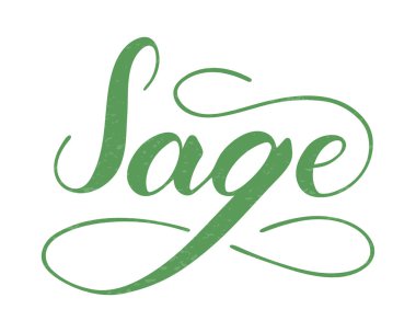 Beyaz arkaplanda izole edilmiş vektör el yazısı adaçayı metni