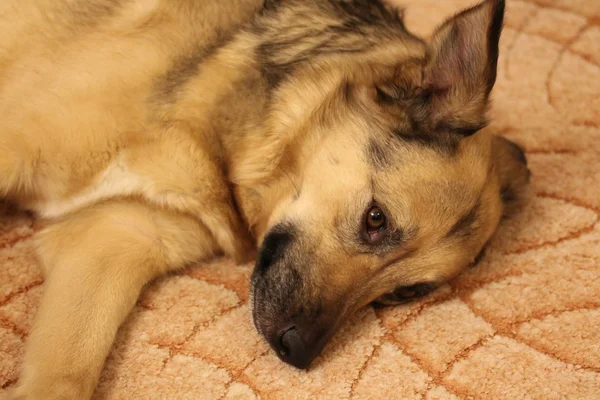 Портрет собаки смешанной породы дома — стоковое фото