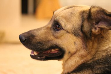 Evde melez köpek portresi