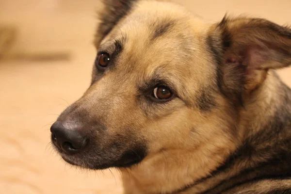 Misto raça cão retrato em casa — Fotografia de Stock