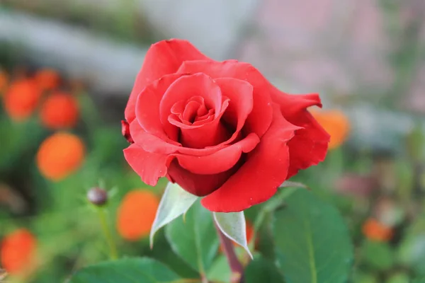 Vermelho rosa broto crescendo no jardim — Fotografia de Stock