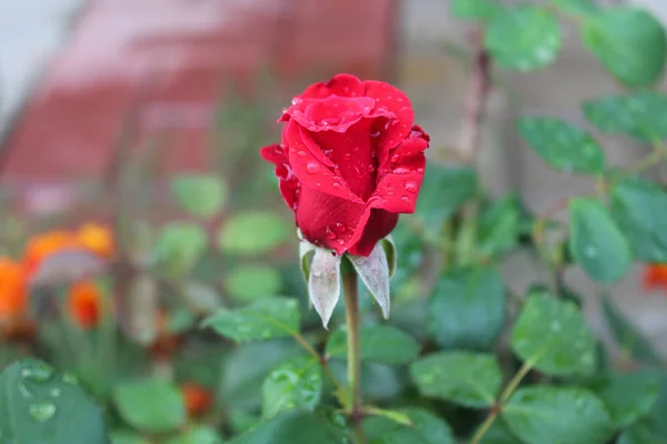 Gema de rosa vermelha com gotas de chuva em pétalas crescendo no jardim — Fotografia de Stock