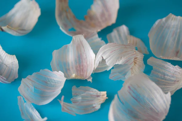 Garlic skin on bright blue background