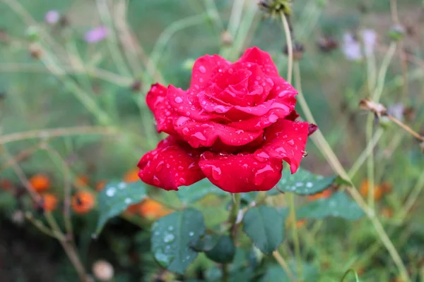 Gema de rosa vermelha com gotas de chuva em pétalas crescendo no jardim — Fotografia de Stock