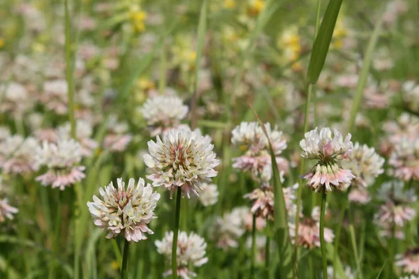 Dutch white clover lawn in the meadow