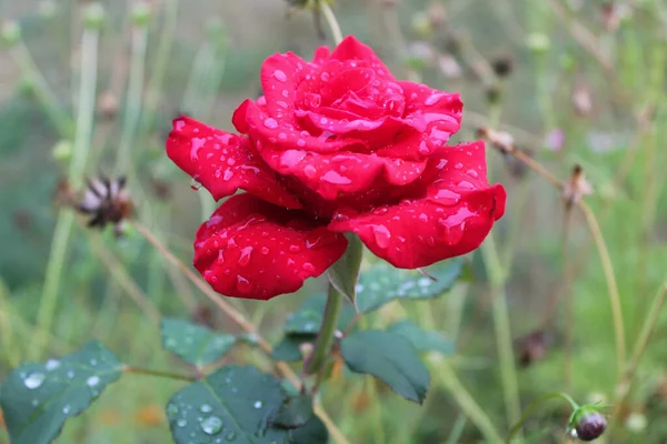 Gema Rosa Vermelha Com Gotas Chuva Pétalas Crescendo Jardim Flor — Fotografia de Stock