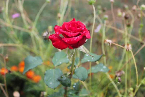 Gema Rosa Vermelha Crescendo Jardim Flor Bonita Romântica Florescendo Quintal — Fotografia de Stock