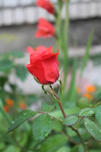 Gema Rosa Vermelha Crescendo Com Gotas Chuva Folhas Jardim Flor — Fotografia de Stock