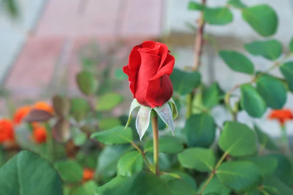 Bahçede büyüyen kırmızı gül goncası. Bahçede çiçek açan güzel ve romantik bir çiçek. Parlak bitki çalısı. Sevgililer günü hediyesi ve aşk sembolü. Çiçek doğal arka plan