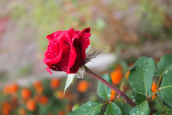 Vermelho rosa broto crescendo no jardim — Fotografia de Stock