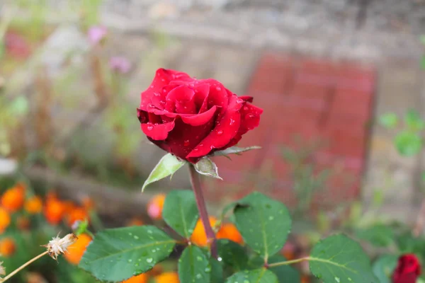 Gema Rosa Vermelha Crescendo Jardim Flor Bonita Romântica Florescendo Quintal — Fotografia de Stock