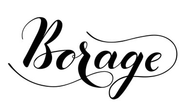 Beyaz arkaplanda izole edilmiş vektör elle yazılmış borage metni. Yemek pişirmek için sağlıklı otlar ve baharatlar. Senaryo fırça harfleriyle süslü. Pankart, poster, ürün etiketi için el yazısı