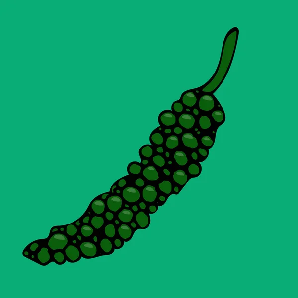 Vector Hand Drawn Illustration Black Pepper Sketch Farm Garden Spicy — Stock Vector