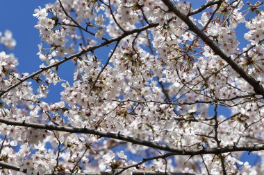 Japonya 'nın Tokyo kentindeki Ueno Park' ında çiçek açan kiraz çiçekleri görülüyor..