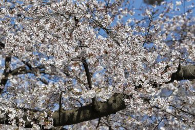 Japonya 'nın Tokyo kentindeki Ueno Park' ında çiçek açan kiraz çiçekleri görülüyor..