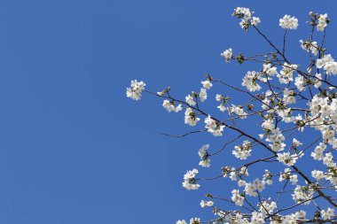 Japonya 'nın Tokyo kentindeki Ueno Park' ında çiçek açan kiraz çiçekleri görülüyor..