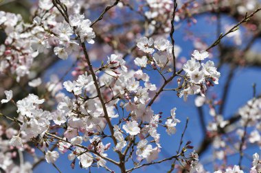 Japonya 'nın Tokyo kentindeki Ueno Park' ında çiçek açan kiraz çiçekleri görülüyor..