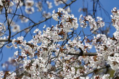 Japonya 'nın Tokyo kentindeki Ueno Park' ında çiçek açan kiraz çiçekleri görülüyor..