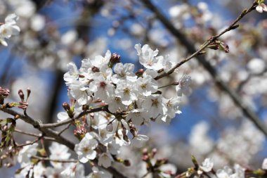 Japonya 'nın Tokyo kentindeki Ueno Park' ında çiçek açan kiraz çiçekleri görülüyor..