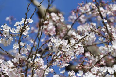 Japonya 'nın Tokyo kentindeki Ueno Park' ında çiçek açan kiraz çiçekleri görülüyor..