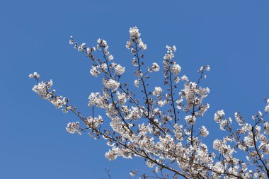 Japonya 'nın Tokyo kentindeki Ueno Park' ında çiçek açan kiraz çiçekleri görülüyor..