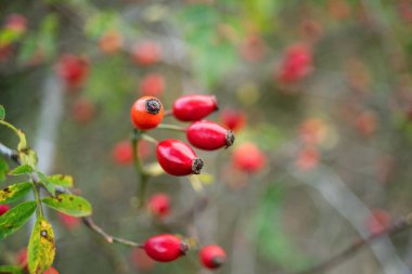 Gül kalça bitkisi meyveyle olgunlaşmış.