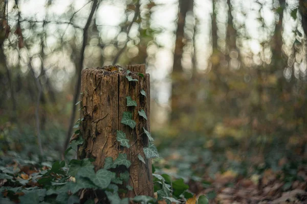 Tocón Del Árbol Bosque Cerca Aislado Con Bokeh Fondo — Foto de Stock