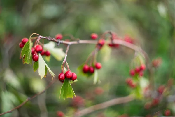 Yeşil yapraklı bir dalda Hawthorn kırmızı meyveleri