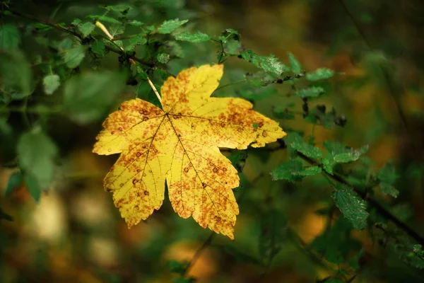 Feuilles Tombées Sur Sol Automne Gros Plan — Photo