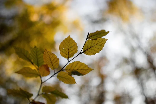 Sonbahar yaprakları bulanık arkaplan bokeh ile yakın 