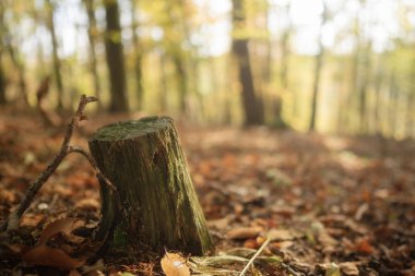 Tree stump in a forest closeup with soft background and soft natural light